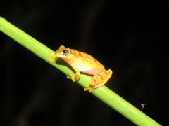 Dendropsophus joannae