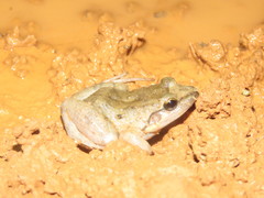 Leptodactylus intermedius