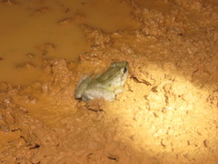 Leptodactylus intermedius