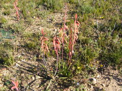 Watsonia aletroides