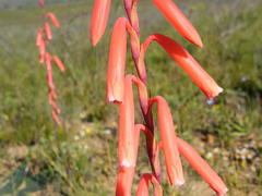 Watsonia aletroides
