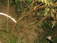 Vampyriscus bidens