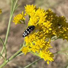 Acmaeodera gibbula