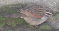 Emberiza capensis capensis