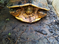 Trachemys grayi grayi