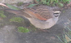 Emberiza capensis capensis