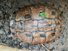 Trachemys grayi grayi