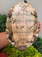 Trachemys grayi grayi