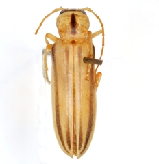 Hypasclera dorsalis