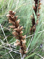 Orobanche hederae
