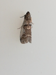 Pseudacrobasis tergestella
