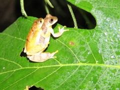 Dendropsophus delarivai