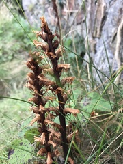 Orobanche hederae