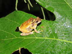Dendropsophus delarivai