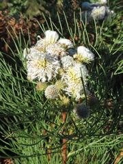Serruria kraussii