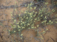 Ifloga repens