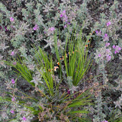 Homoroselaps lacteus