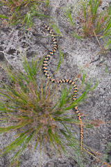 Homoroselaps lacteus