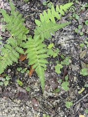 Deparia petersenii