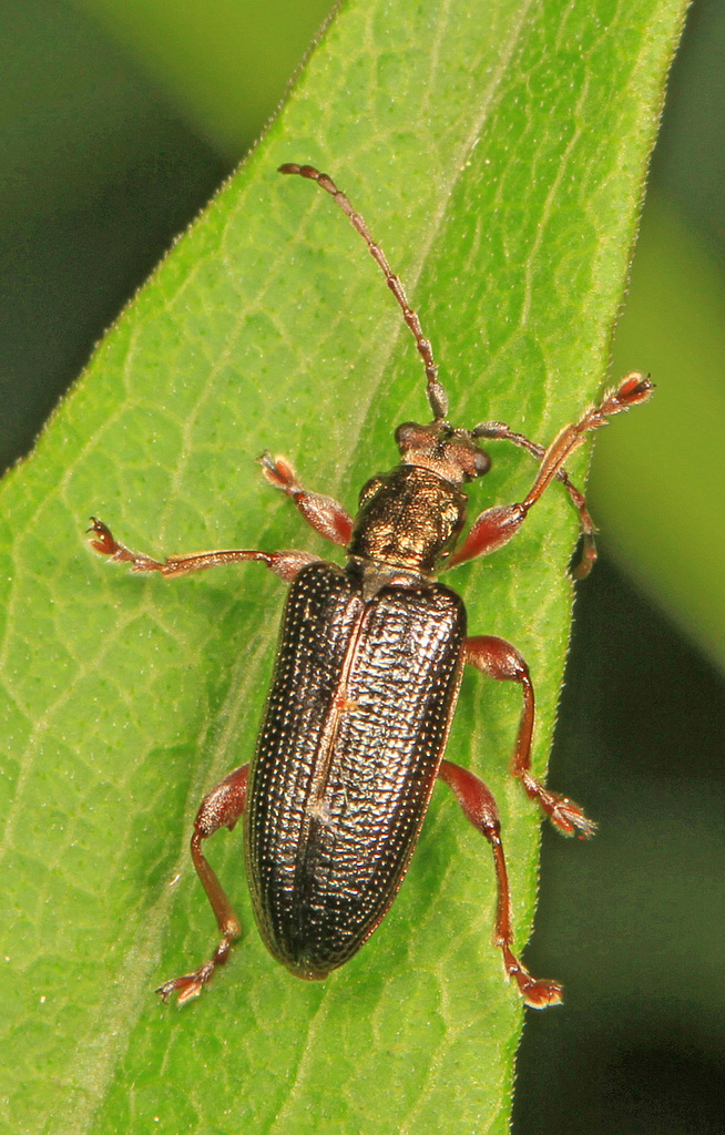Shoemaker's reed beetle