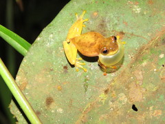 Dendropsophus delarivai