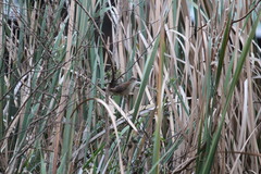 Bradypterus baboecala