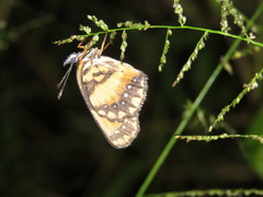 Chlosyne lacinia saundersi