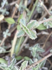 Coleus lasianthus image