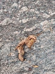 Melursus ursinus ursinus