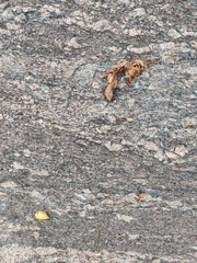 Melursus ursinus ursinus