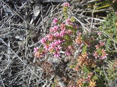 Erica dispar