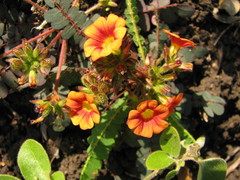 Angiospermae