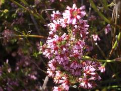 Erica dispar