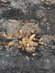 Melursus ursinus ursinus