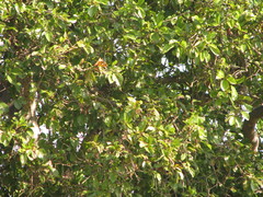 Mitragyna parvifolia