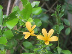 Barleria ameliae