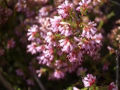 Erica dispar