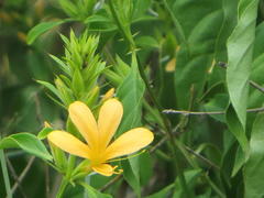 Barleria ameliae