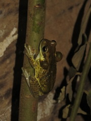 Trachycephalus coriaceus