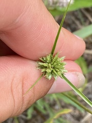 Cyperus lupulinus macilentus