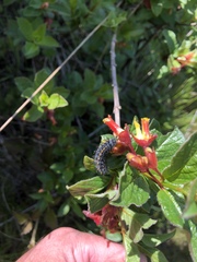 Euphydryas chalcedona