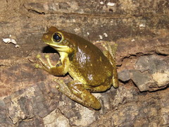 Trachycephalus coriaceus