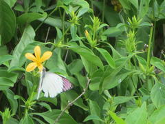 Barleria ameliae