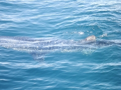 Rhincodon typus