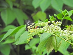 Delias pasithoe