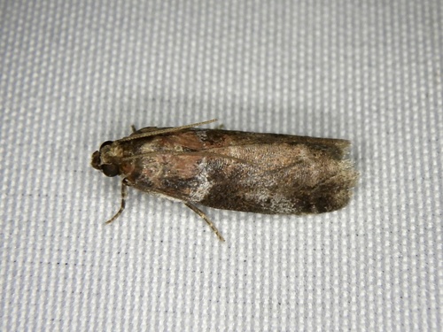 Acrobasis malifoliella · iNaturalist