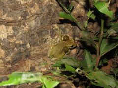 Trachycephalus coriaceus