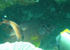 Sargocentron spiniferum