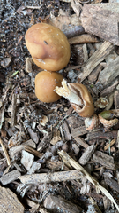 Psilocybe ovoideocystidiata