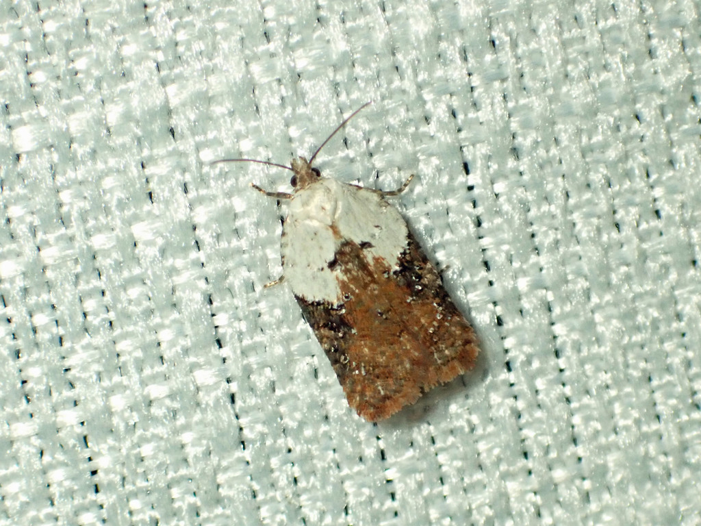 Alder Leafroller